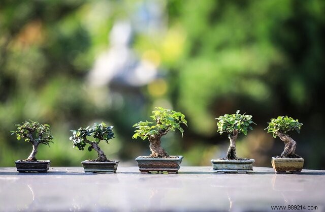 Why start growing bonsai? 