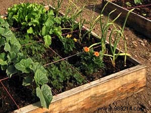 Create your own vegetable garden 