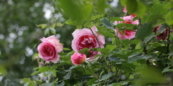 Create a rose garden in a small garden 