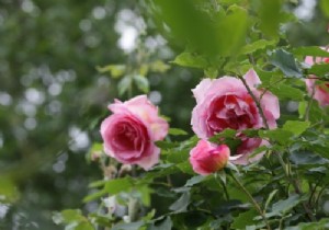 Create a rose garden in a small garden 