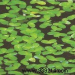 Introduction to pond plants 