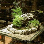 Make your own mini water garden 