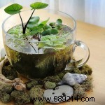 Make your own mini water garden 