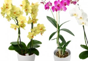 How to choose an orchid? 