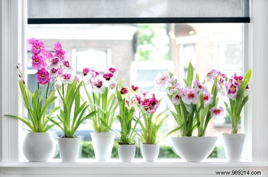 How to choose an orchid? 