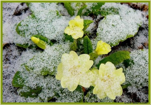 The flowered winter garden:which plant to choose? 