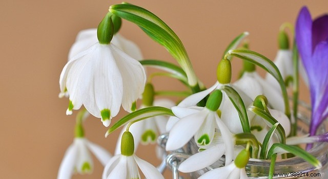 3 essential garden flowers to plant in spring 