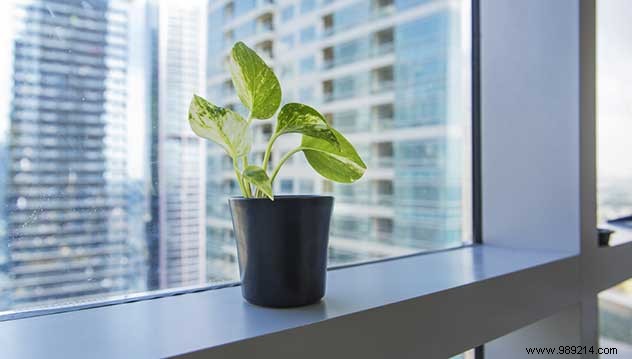 Put green plants in your office 