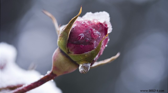 How to protect your roses in winter? 
