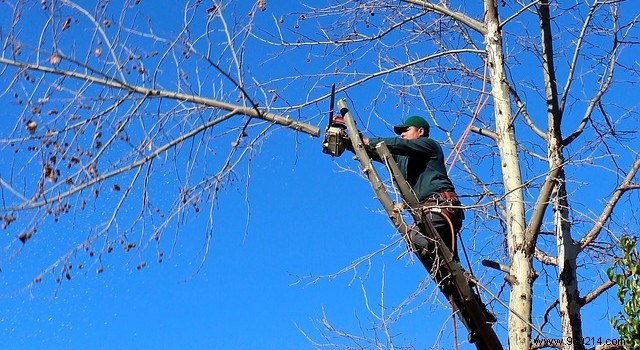 How to prune a tree in 6 steps 