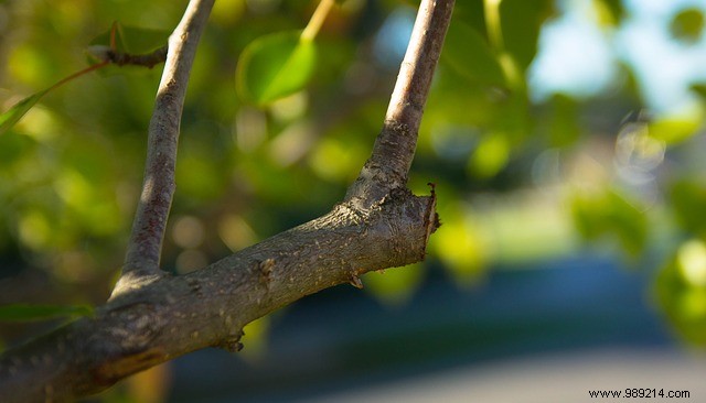 How to prune a tree in 6 steps 