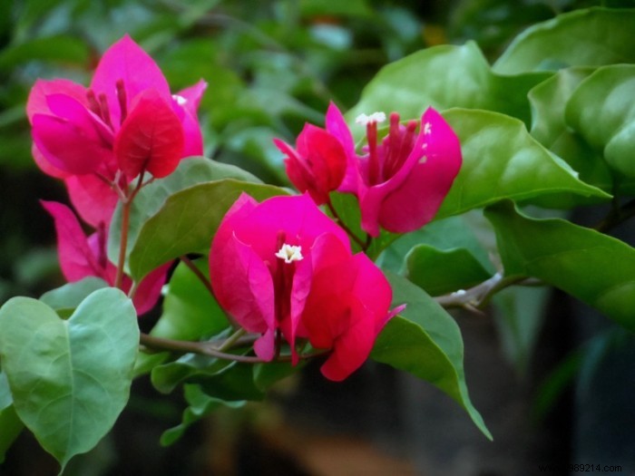 Choosing the right flowering climbing plant 
