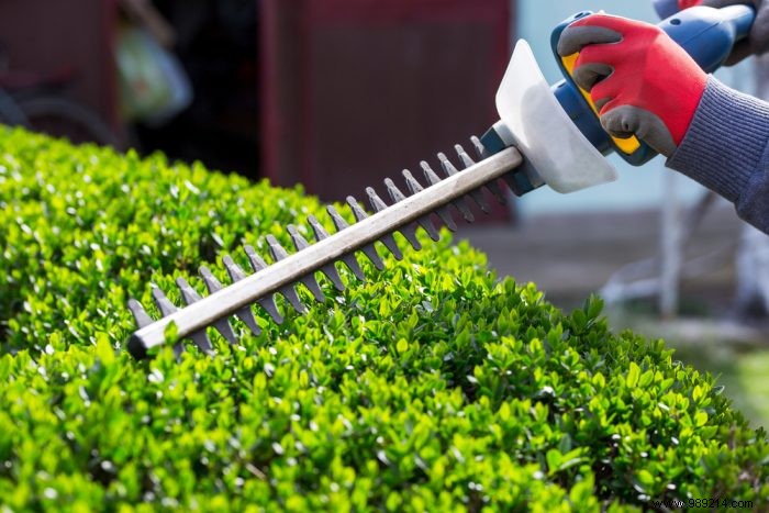 The electric hedge trimmer, an essential tool for the gardener 