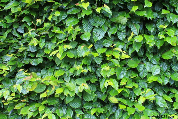 What persistent hedge to plant in your garden to protect yourself from the vis à vis? 