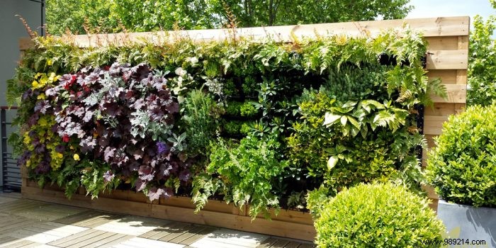 A green wall to beautify the garden 