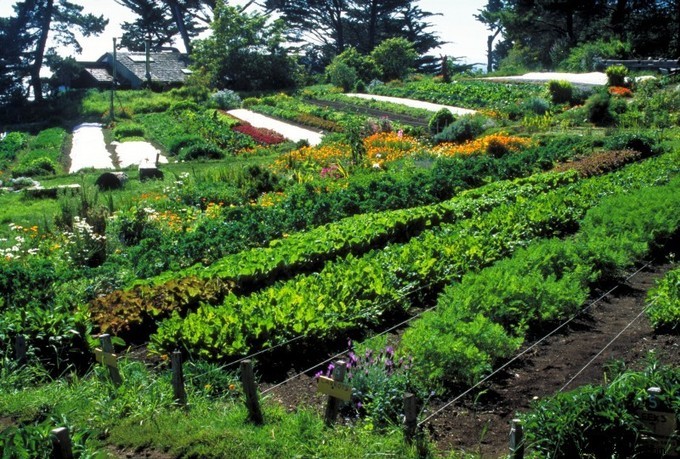 How to get a natural garden without harming the ecosystem? 