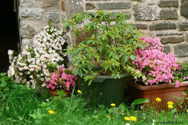 Planter:tips for protecting plants in winter 