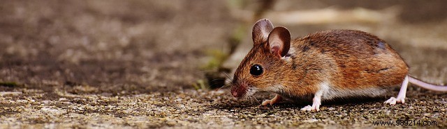 How to get rid of rodents in your garden 