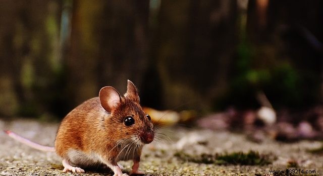 How to get rid of rodents in your garden 