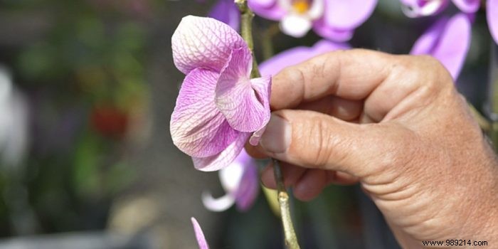 How to prevent an orchid from wilting? 