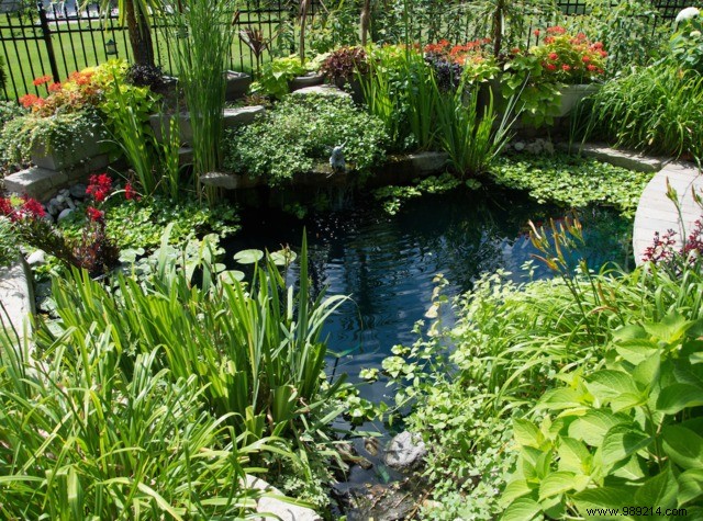 Essential aquatic plants in the garden 