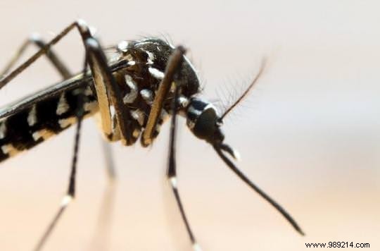 How do mosquitoes breed in your garden? 