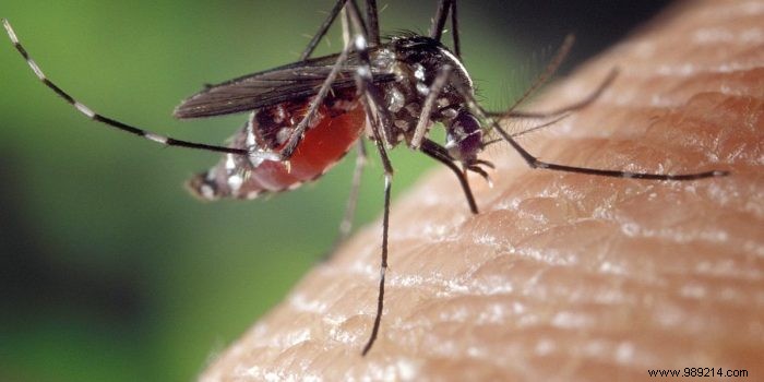 How do mosquitoes breed in your garden? 