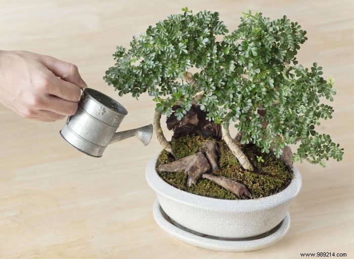 Tips for taking good care of bonsai trees 