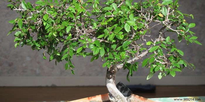 Tips for taking good care of bonsai trees 