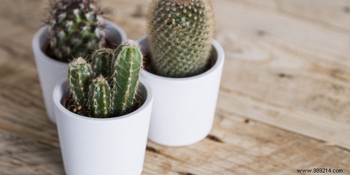 How to take care of a mini cactus? 