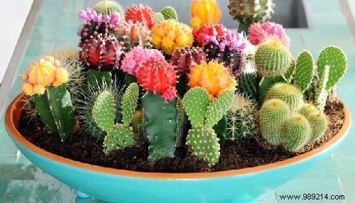 How to take care of a mini cactus? 