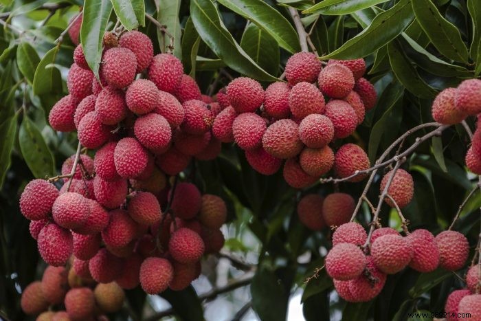 Top 4 healthy exotic fruits 