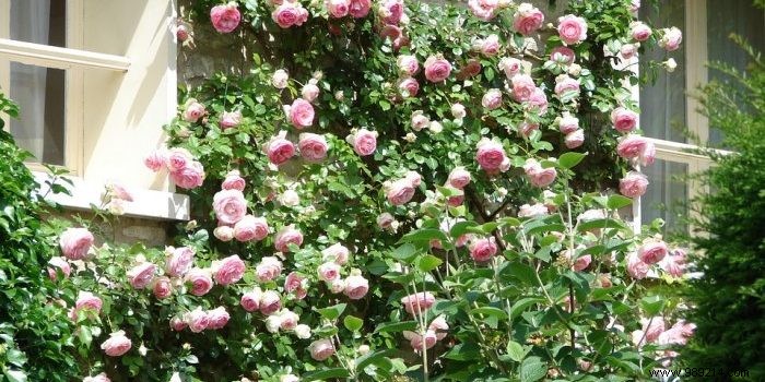 The climbing rose guide:types, planting, pruning and care 