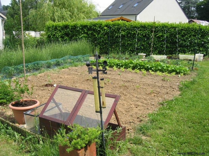 How to make a vegetable garden? 