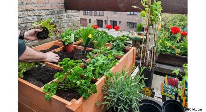 How to make a vegetable garden? 
