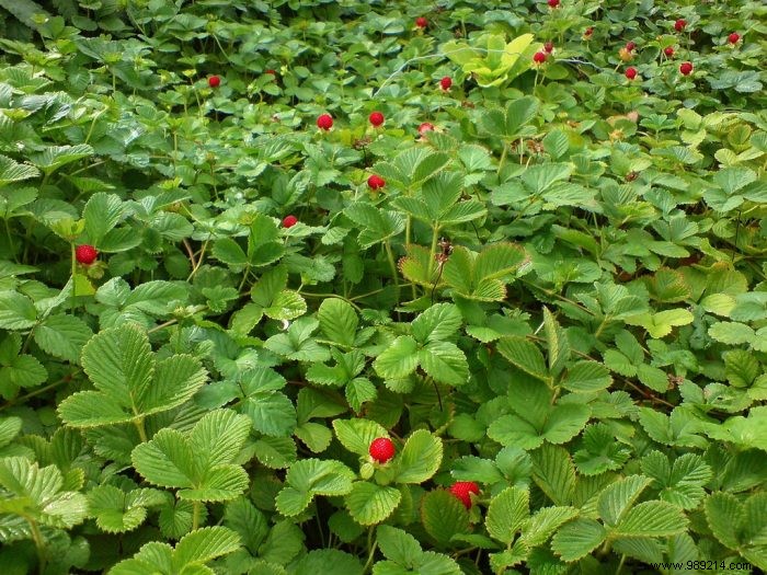 Everything you need to know about planting Indian strawberries 