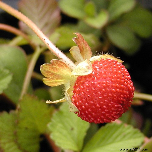 Everything you need to know about planting Indian strawberries 