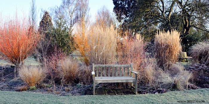 How to have a beautiful garden in winter? 