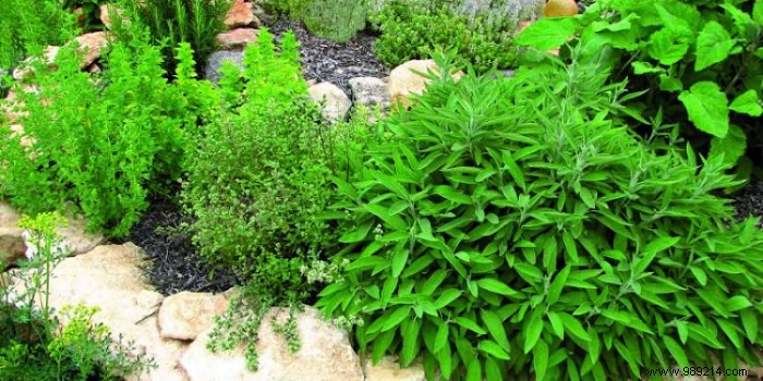 Create a medicinal garden, advice to follow 
