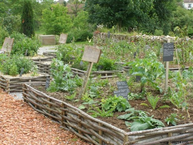Create a medicinal garden, advice to follow 