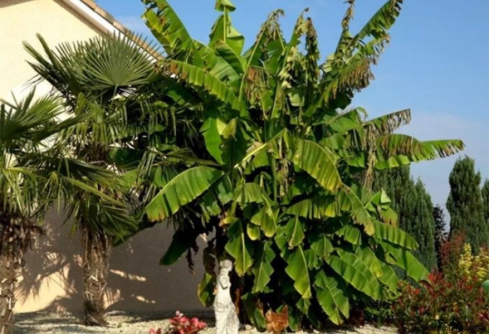 Two varieties of tropical plants to beautify the garden 