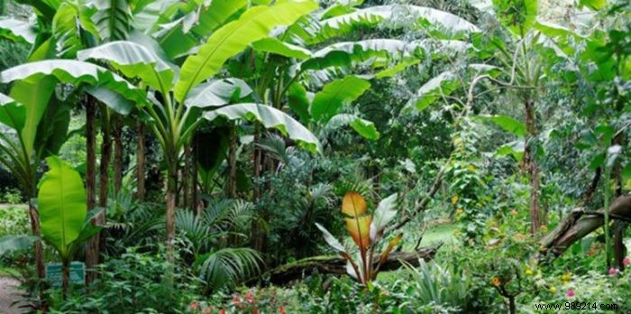 Two varieties of tropical plants to beautify the garden 