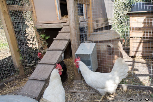 Healthy hens for a well-organized chicken coop 