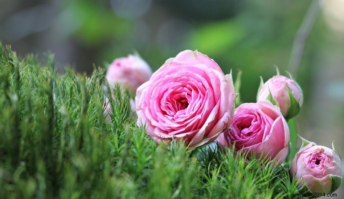 Pruning roses:how to prune them properly? 