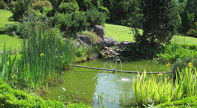 DIY:how to make your own pond 