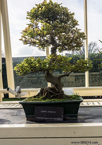 The right gestures to maintain an indoor bonsai 