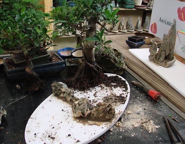 The right gestures to maintain an indoor bonsai 