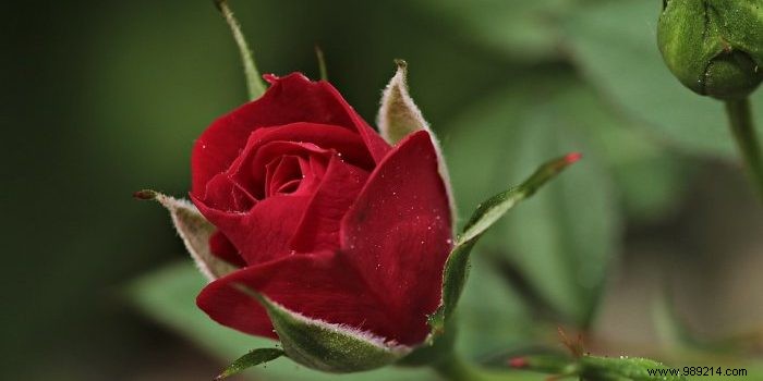 A rose garden at home:our best advice for creating a rose garden 