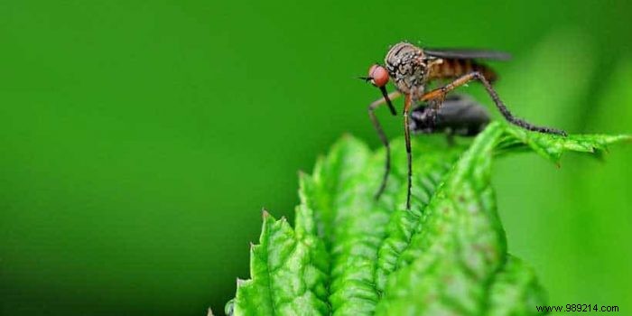 6 tips to get rid of mosquitoes outdoors 