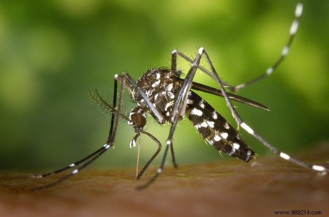 7 tips to avoid the invasion of mosquitoes this summer 